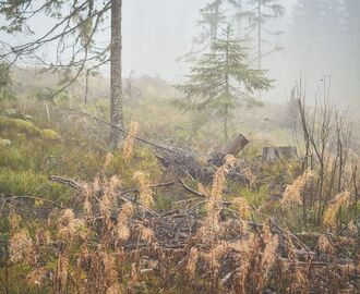 Skogstur i dimman