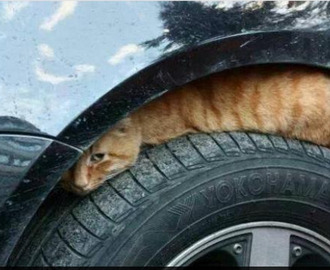 Katter söker skydd i bilar på vintern
