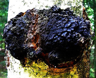 Chaga (Sprängticka)