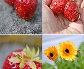 Knäckig rabarber- och jordgubbspaj