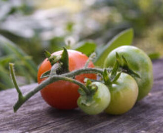 Röda & gröna tomater