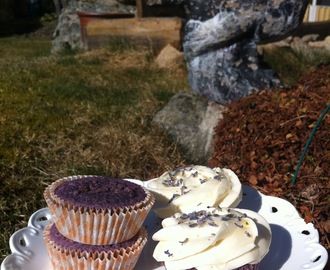 Lavender Cupcakes with Honey Frosting