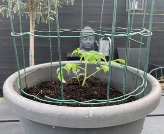 Praktiska tomatburar – perfekta för busktomater!