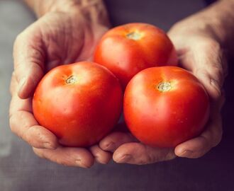 Så fryser du bäst in dina tomater