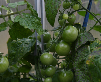 Inlagda gröna tomater