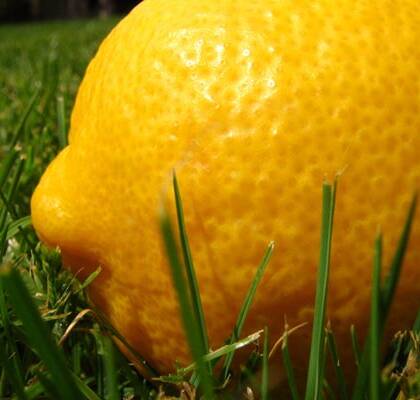 Söta citronflarn