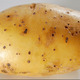 Potatis