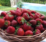 hur länge håller sig frysta jordgubbar i frysen