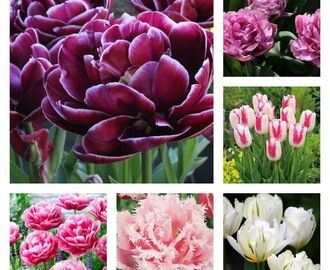 Snart tid til at plante tulipaner