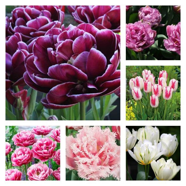 Snart tid til at plante tulipaner