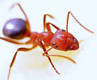 Entomofagi – Jamen, jeg spiser da en myre i ny og næ…