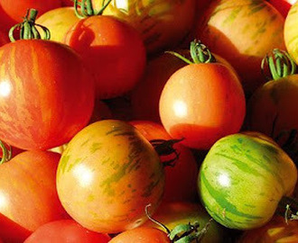 Gro din mad - Huset No 7 - Tomater og drivhus planter