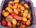 Specielle tomater til salg