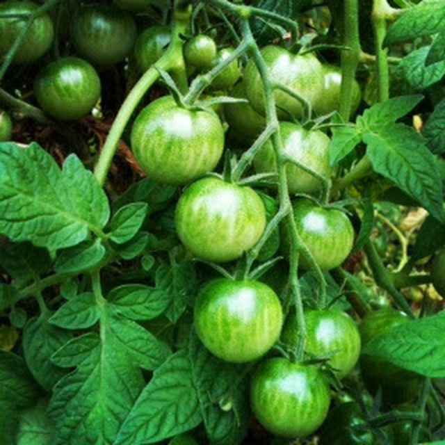 Syltede grønne tomater