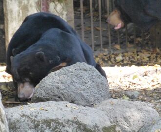 To ting at opleve i Cat Tien Nationalpark – vilde aber og tamme bjørne
