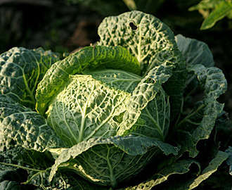 Verdens bedste Crispy salat