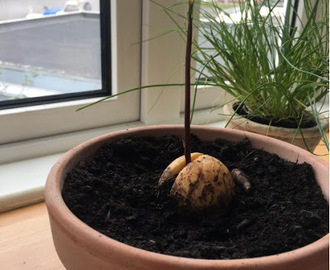 Avocado plante