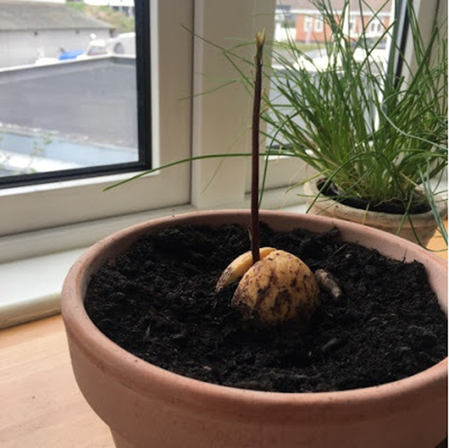 Avocado plante