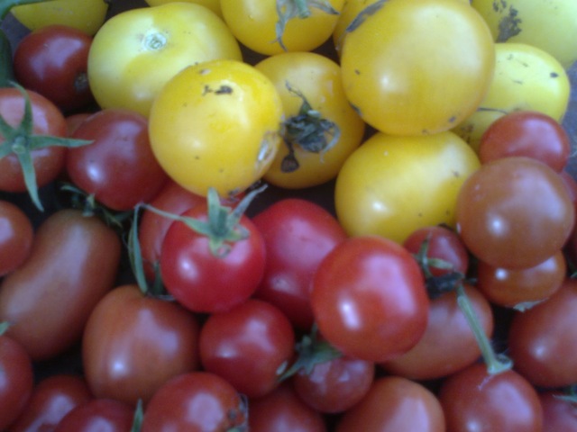 Tørrede tomater