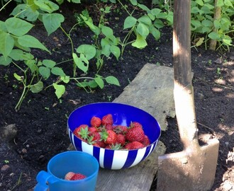 Jordbærplukning og opskrift på jordbærmilkshake