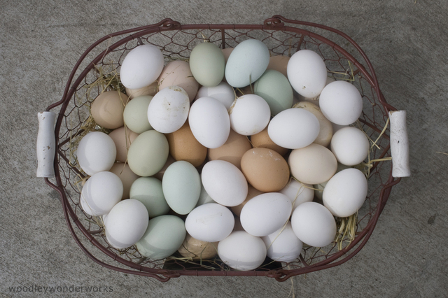 Kananmunien keittäminen – Näin keität täydellisen kananmunan.
