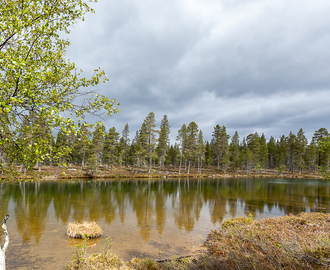 Lapin kesä ja mökkinaapuruus