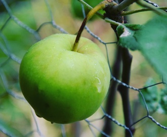 Pellillinen omenapiirakkaa