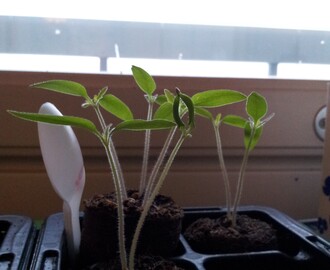 Tomaatit kasvavat