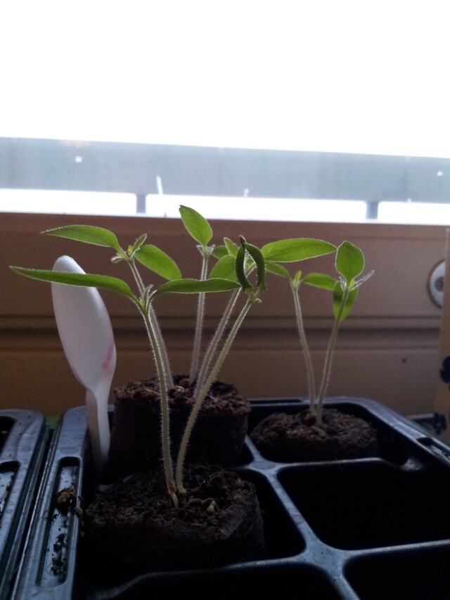 Tomaatit kasvavat