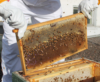Päätoimisia ammattitarhaajia on Suomessa noin sata ja muuta tilastotietoa mehiläisalalta