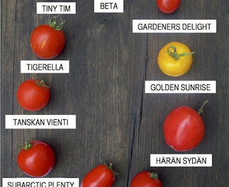 Arvaatko, montako tomaattilajiketta löytyy harrastelijalle?