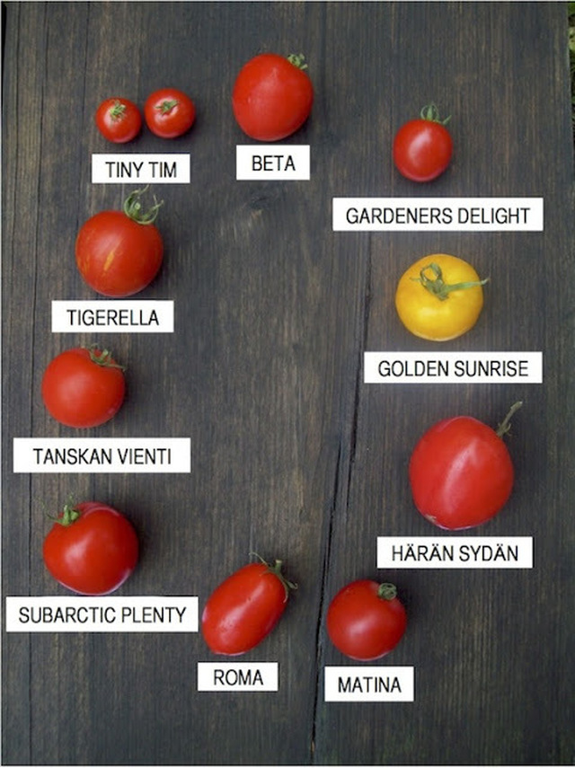 Arvaatko, montako tomaattilajiketta löytyy harrastelijalle?