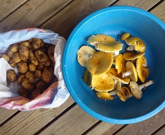 Metsäsienimunakas/Wild Mushroom Omelet