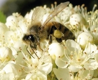 Puutarhan ja luonnon marjakasvit ovat mehiläisten mieleen