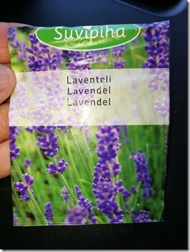 Väärä nimi ja ohjeet laventelin kylvöön