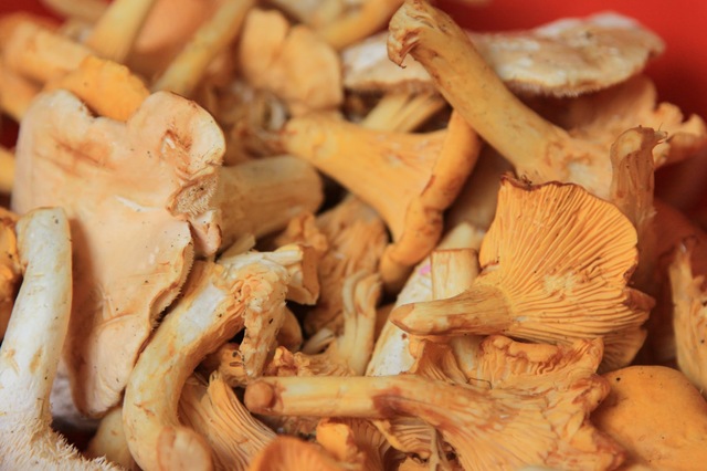 Chanterelle Sauce (Kanttarellikastike)