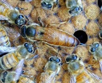 Kimalainen voisi lennellä kuussa olevassa kasvihuoneessa, mutta mehiläinen ei