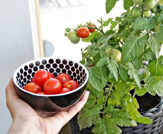 Aikaisia tomaatteja