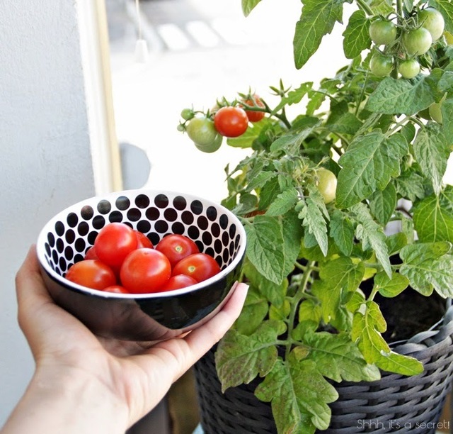 Aikaisia tomaatteja