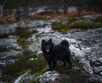 Marraskuun kuulumiset