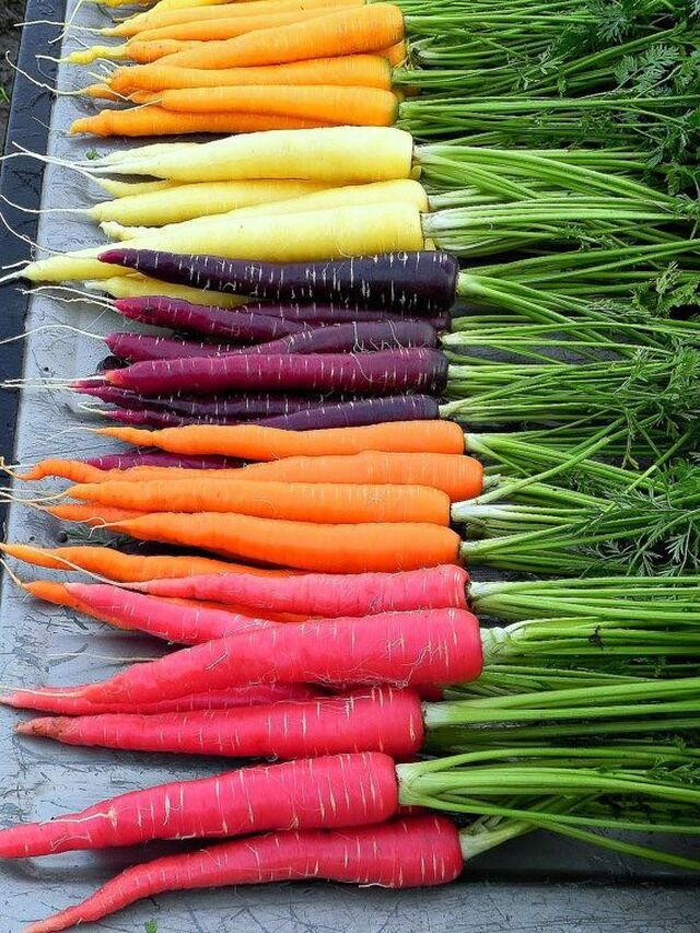 Kasvatusohjeita: Porkkana
