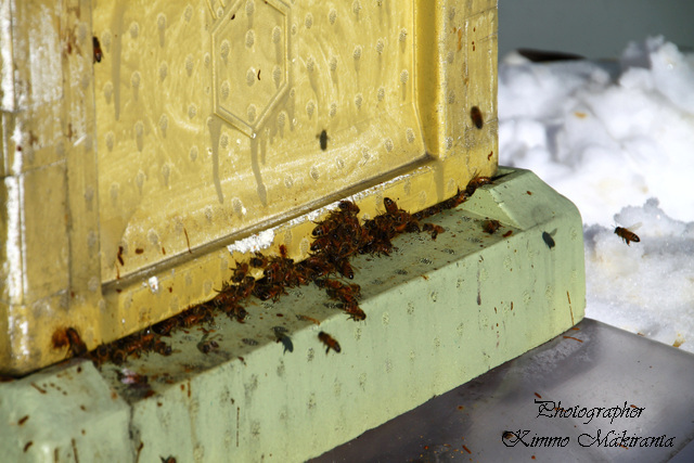 Kevään merkkejä: mehiläiset puhdistuslennolla