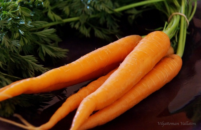 Uuden sadon porkkanat