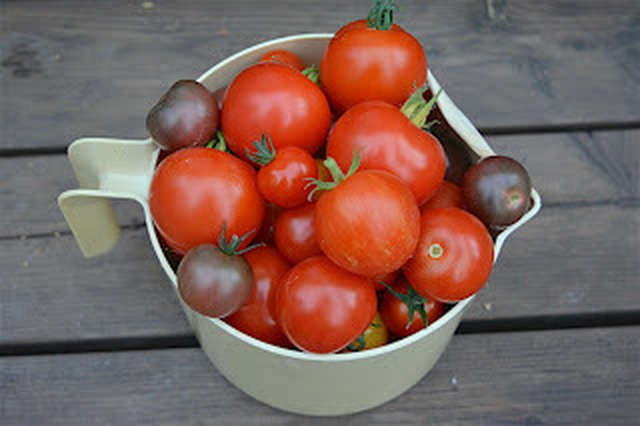 Mitä ihmettä, vatsa kipeäksi tomaateista?