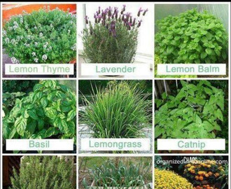 Lovely plants that mosquitoes don't like