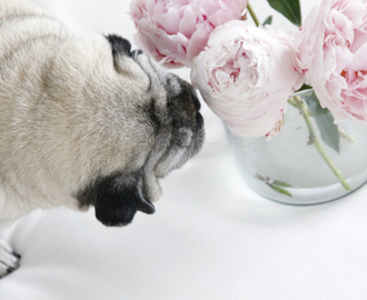 Pug and pink peonies