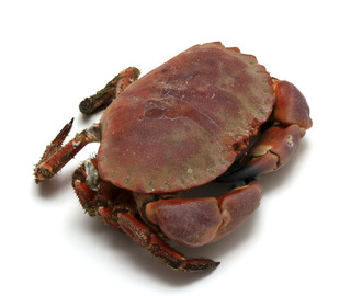 Hvordan koke krabbe