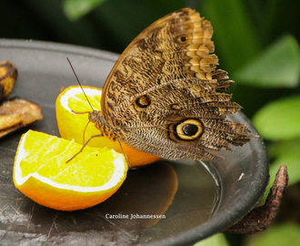 Butterflies