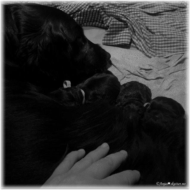 Puppies * Valpa født 30.03.17 - leveringsklar 25.05.17