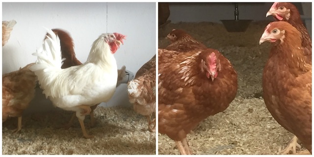 Om høner og en hane